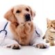 Pet Insurance Naperville