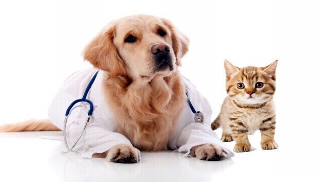 Pet Insurance Naperville